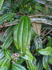 Miconia ciliata