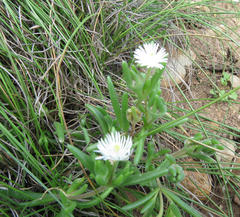 Delosperma brevisepalum