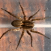 Fox Spiders - Photo (c) Phil, some rights reserved (CC BY)