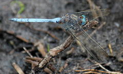 Orthetrum monardi