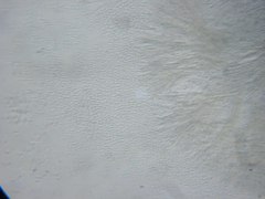 Trichoderma flavipes