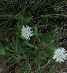 Delosperma brevisepalum