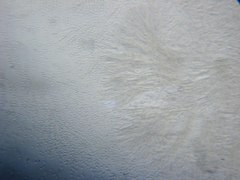 Trichoderma flavipes