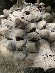 Dioscorea mexicana