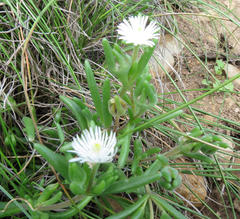 Delosperma brevisepalum