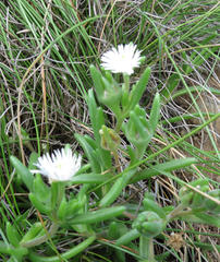 Delosperma brevisepalum