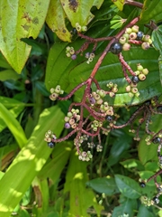 Miconia ciliata
