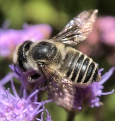 Megachile brevis