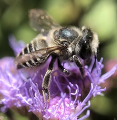 Megachile brevis