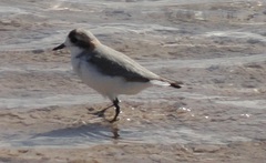 Charadrius alticola