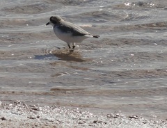 Charadrius alticola