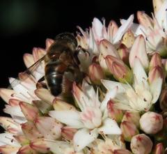 Eristalinus modestus