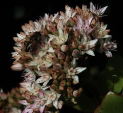 Eristalinus modestus