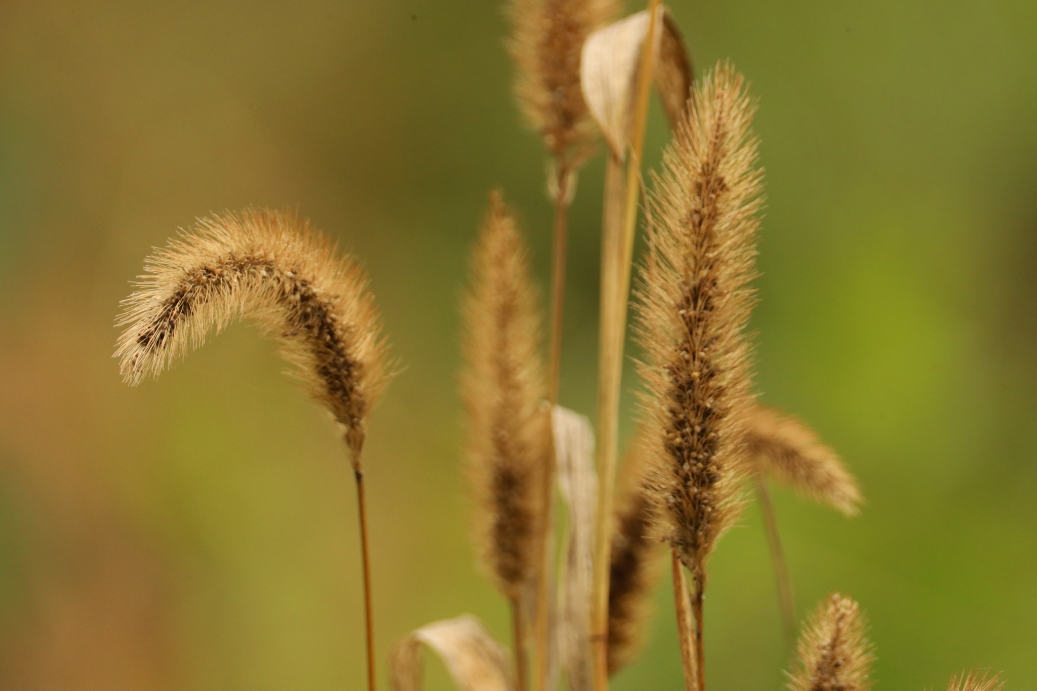 Setaria