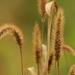 Foxtails and Bristlegrasses - Photo (c) Frédéric Blanchet, some rights reserved (CC BY-NC), uploaded by Frédéric Blanchet