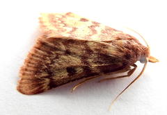 Aglossa