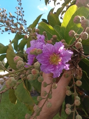 Lagerstroemia indica