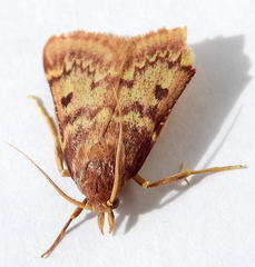 Aglossa