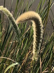 Setaria magna