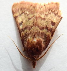 Aglossa