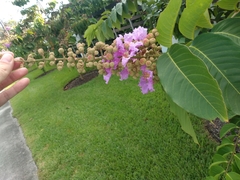 Lagerstroemia indica