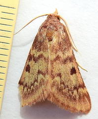 Aglossa