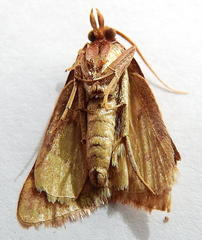 Aglossa
