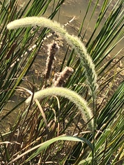 Setaria magna