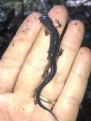 Plethodon shermani