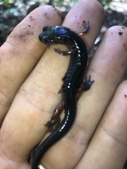 Plethodon shermani