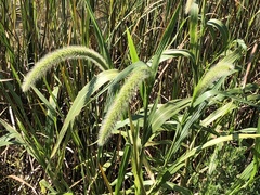 Setaria magna