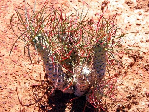 Euphorbia hallii