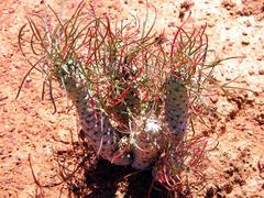 Euphorbia hallii
