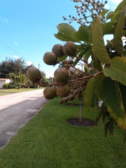 Lagerstroemia indica