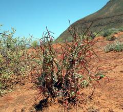 Euphorbia hallii