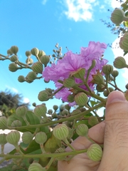 Lagerstroemia indica
