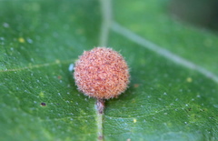 Atrusca carolina