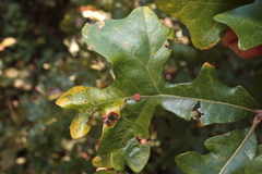Atrusca carolina