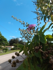 Lagerstroemia indica