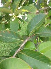 Lagerstroemia indica