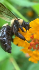 Xylocopa virginica