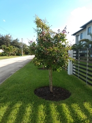 Lagerstroemia indica