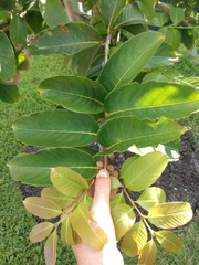 Lagerstroemia indica