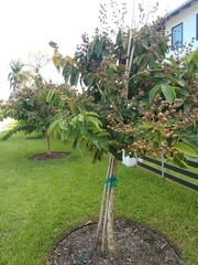 Lagerstroemia indica