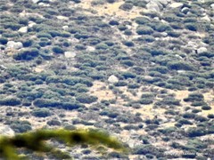 Cytisus oromediterraneus