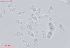 Lanzia luteovirescens