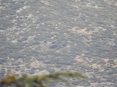 Cytisus oromediterraneus