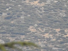 Cytisus oromediterraneus