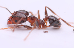 Pheidole perpilosa