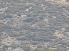 Cytisus oromediterraneus